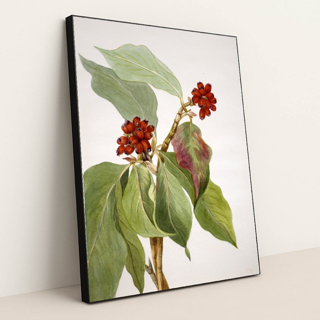 Pacific Dogwood (Cornus nuttallii) 2 (1933) by Mary Vaux Walcott - Black Frame Stretchiez