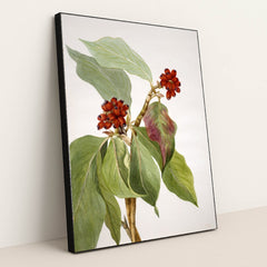 Pacific Dogwood (Cornus nuttallii) 2 (1933) by Mary Vaux Walcott - Black Frame Stretchiez