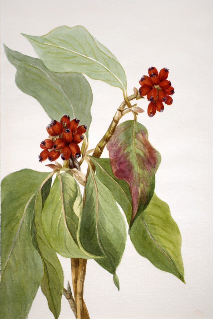 Pacific Dogwood (Cornus nuttallii) 2 (1933) by Mary Vaux Walcott
