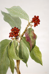 Pacific Dogwood (Cornus nuttallii) 2 (1933) by Mary Vaux Walcott