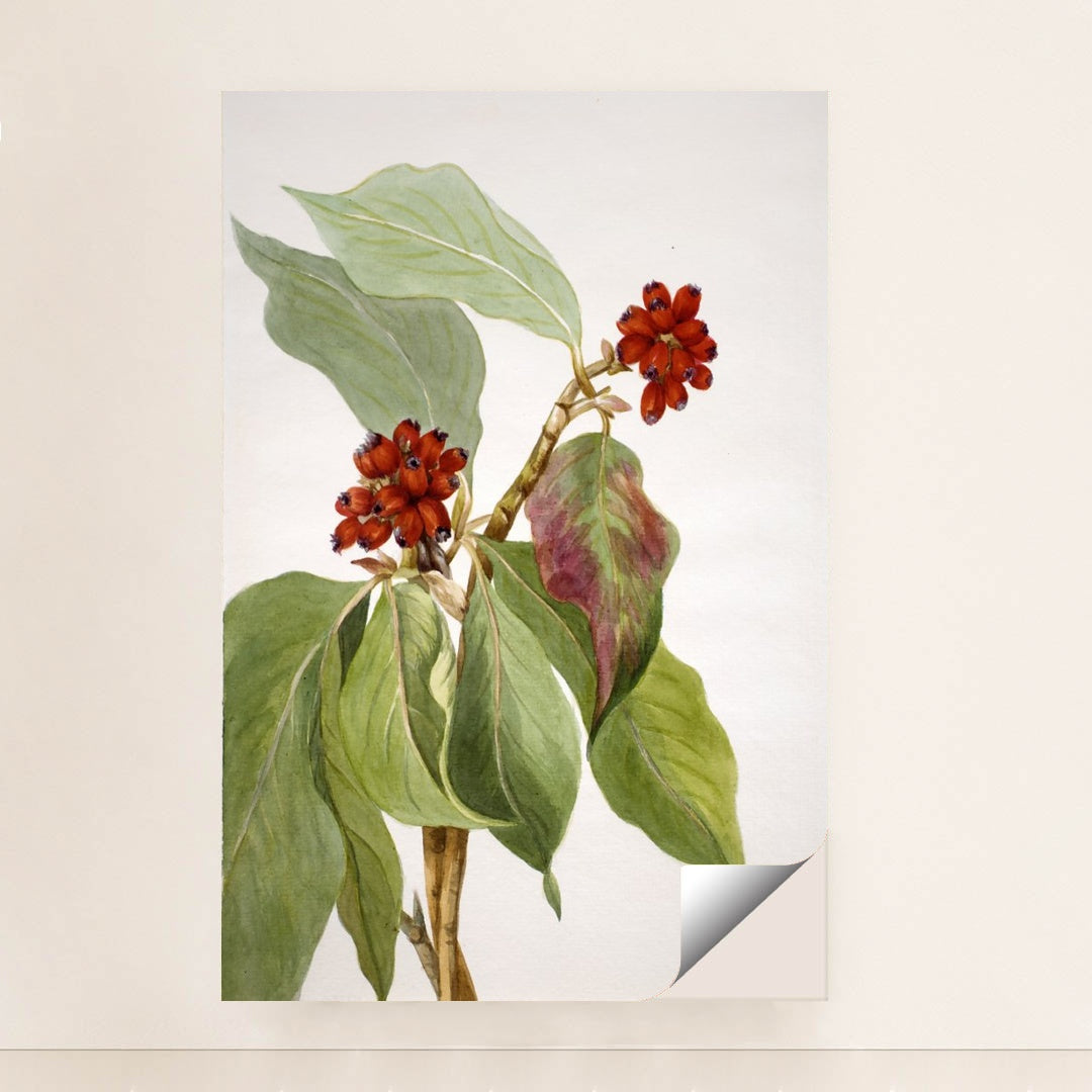 Pacific Dogwood (Cornus nuttallii) 2 (1933) by Mary Vaux Walcott - Peeliez