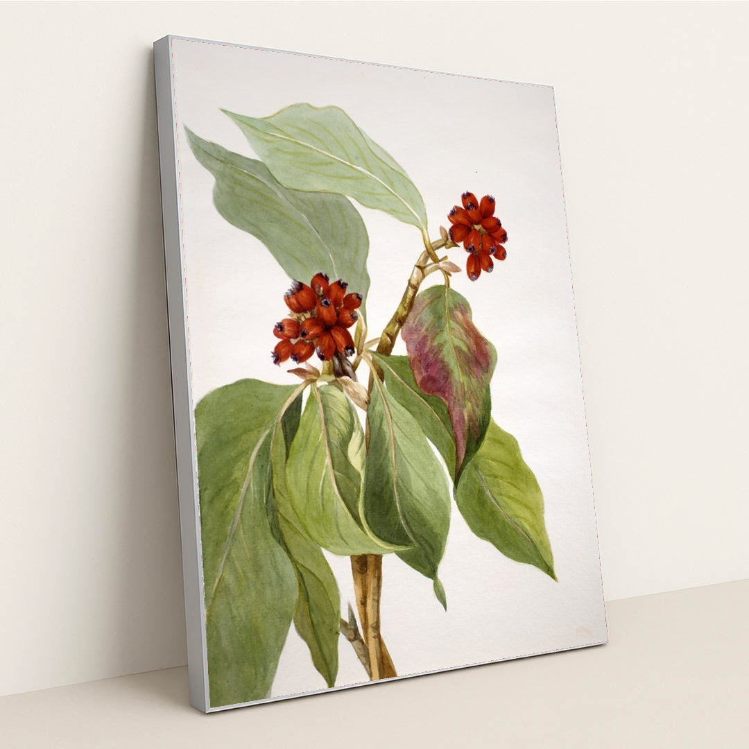 Pacific Dogwood (Cornus nuttallii) 2 (1933) by Mary Vaux Walcott - Silver Frame Stretchiez