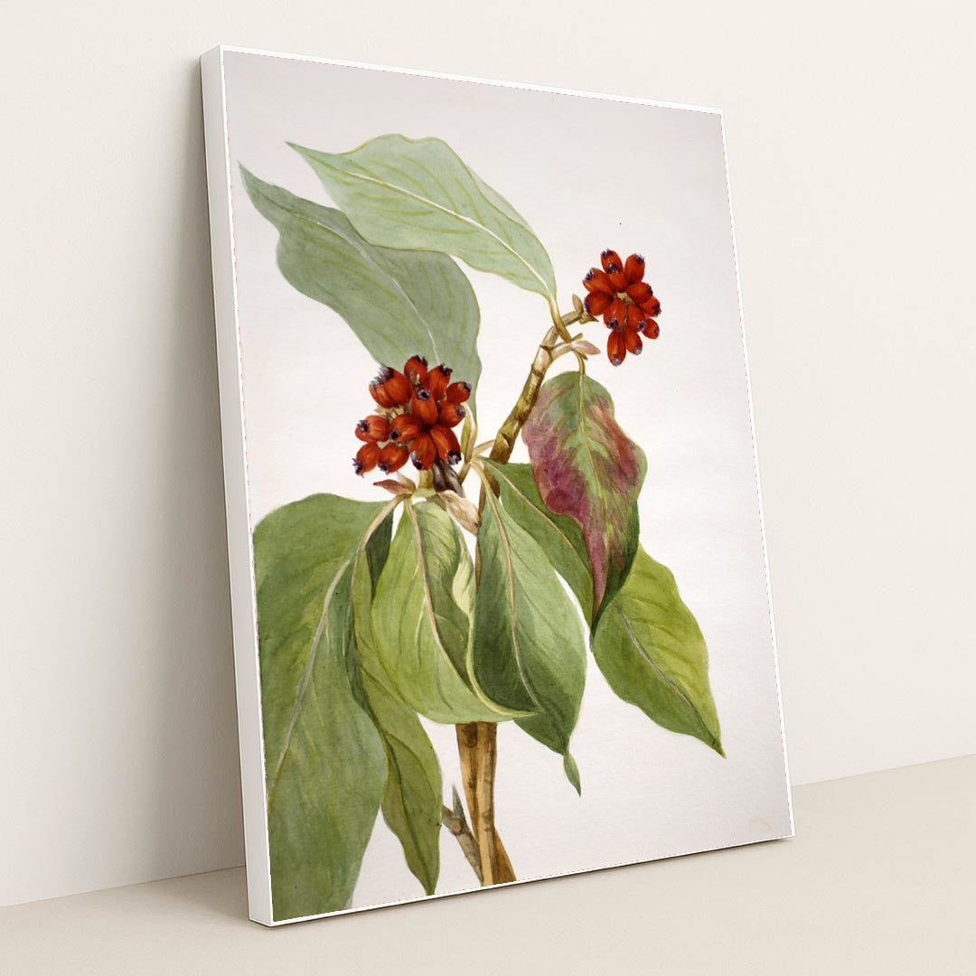 Pacific Dogwood (Cornus nuttallii) 2 (1933) by Mary Vaux Walcott - White Frame Stretchiez