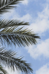 Engin Akyurt - beautiful palm tree in nature