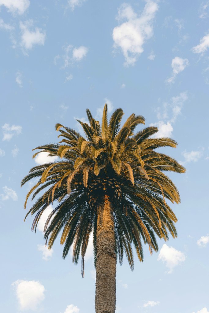 Matt Hardy - A tropical palm tree silhouetted against a bright blue and cloudy sky, evoking an exotic feel.