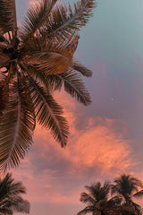 Palm Trees at Sunset by Mel Elías