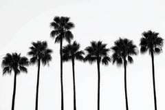 6245 - Product Image