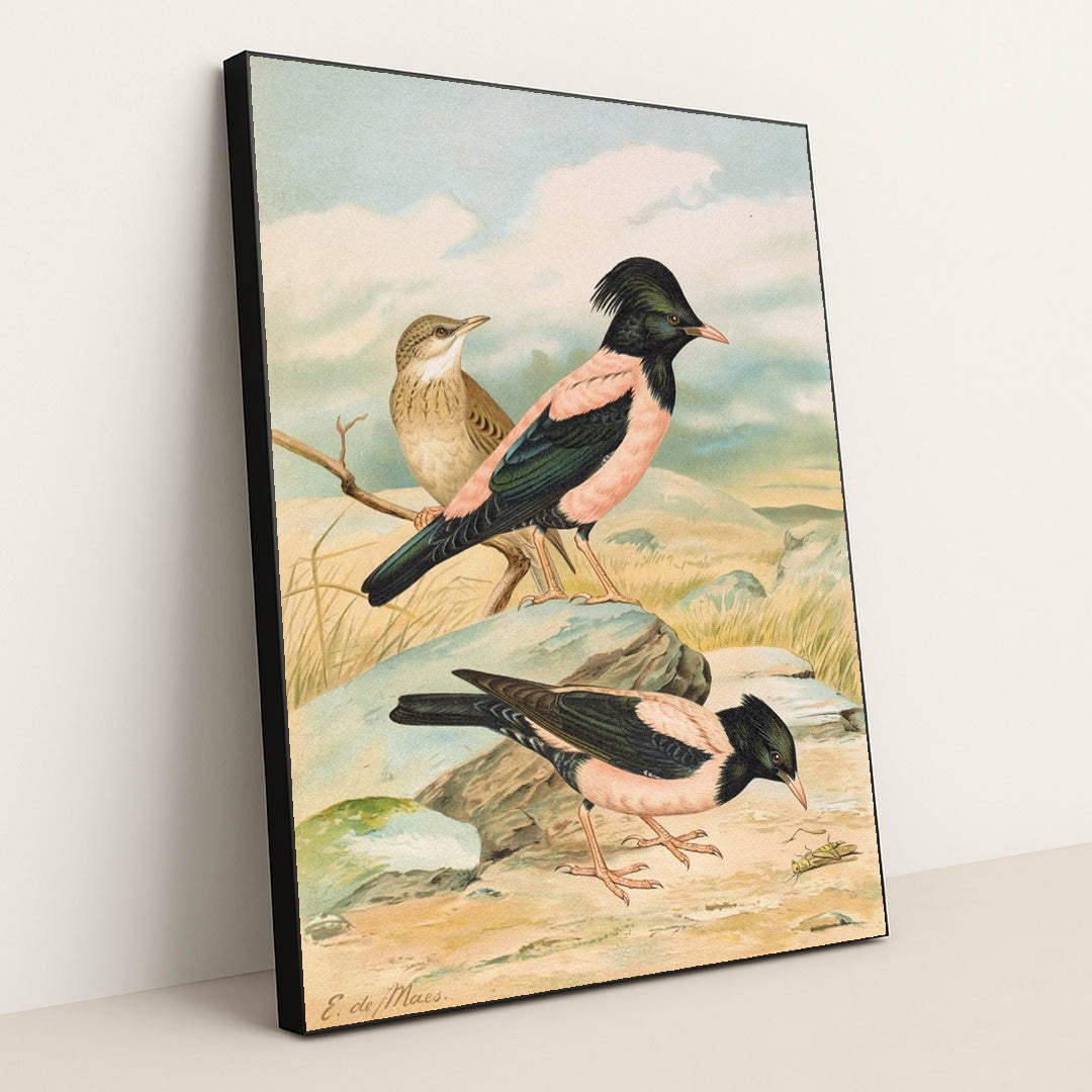 Pastor roseus by Johann Friedrich Naumann - Black Frame Stretchiez