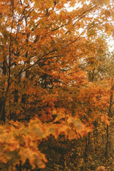 Peak Season by Hans