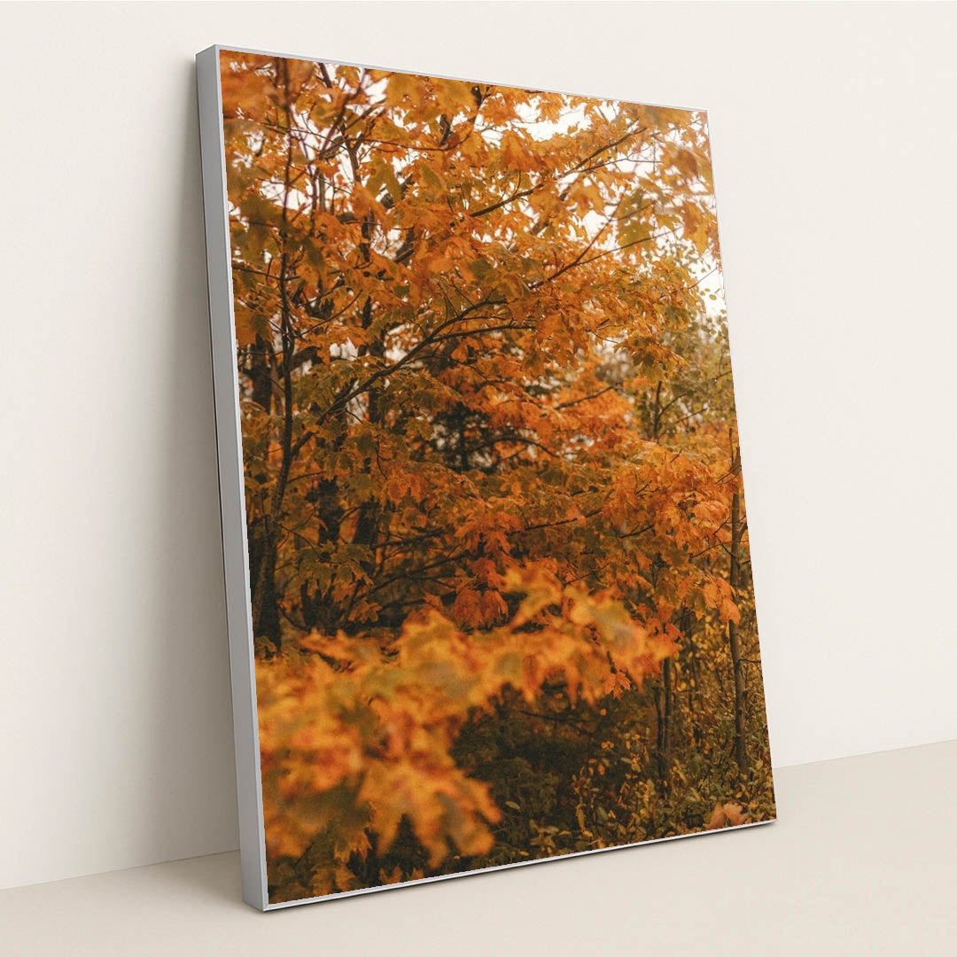 Peak Season by Hans - Silver Frame Stretchiez