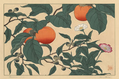 Persimmon (1920s) by Sakai Hōitsu