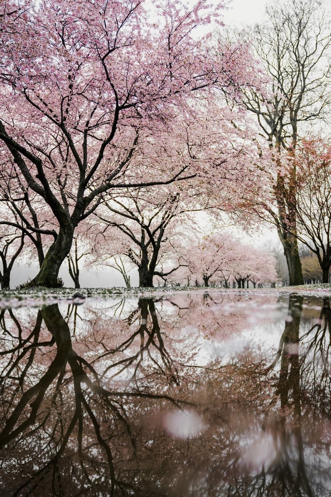 Petal Mirror by Redd Francisco