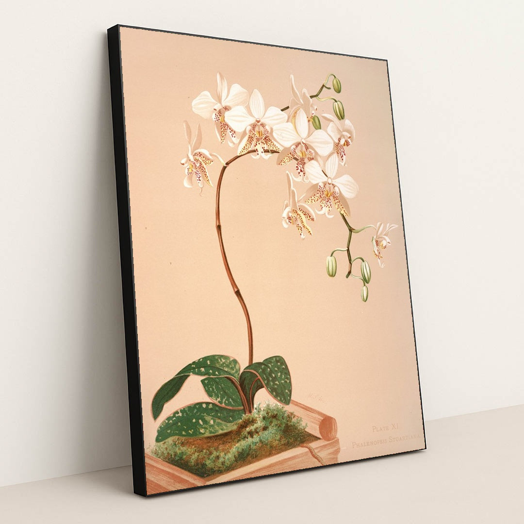Phalenopsis Stuartiana (1885) by Harriet Stewart Miner - Black Frame Stretchiez