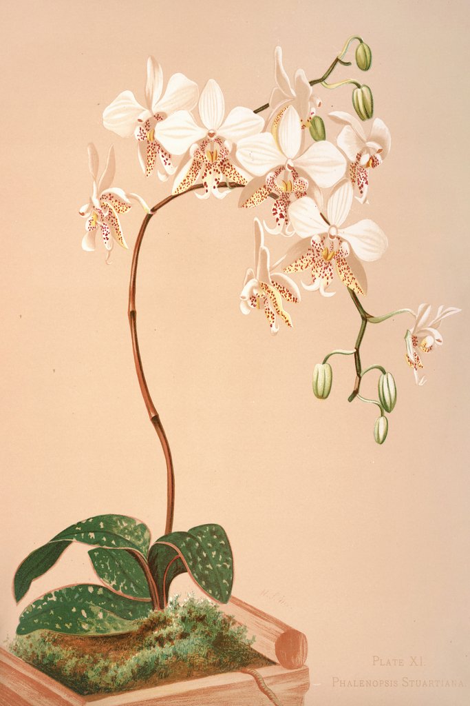 Phalenopsis Stuartiana (1885) by Harriet Stewart Miner