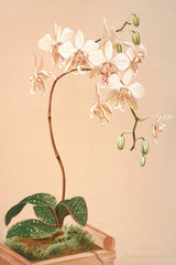 Phalenopsis Stuartiana (1885) by Harriet Stewart Miner