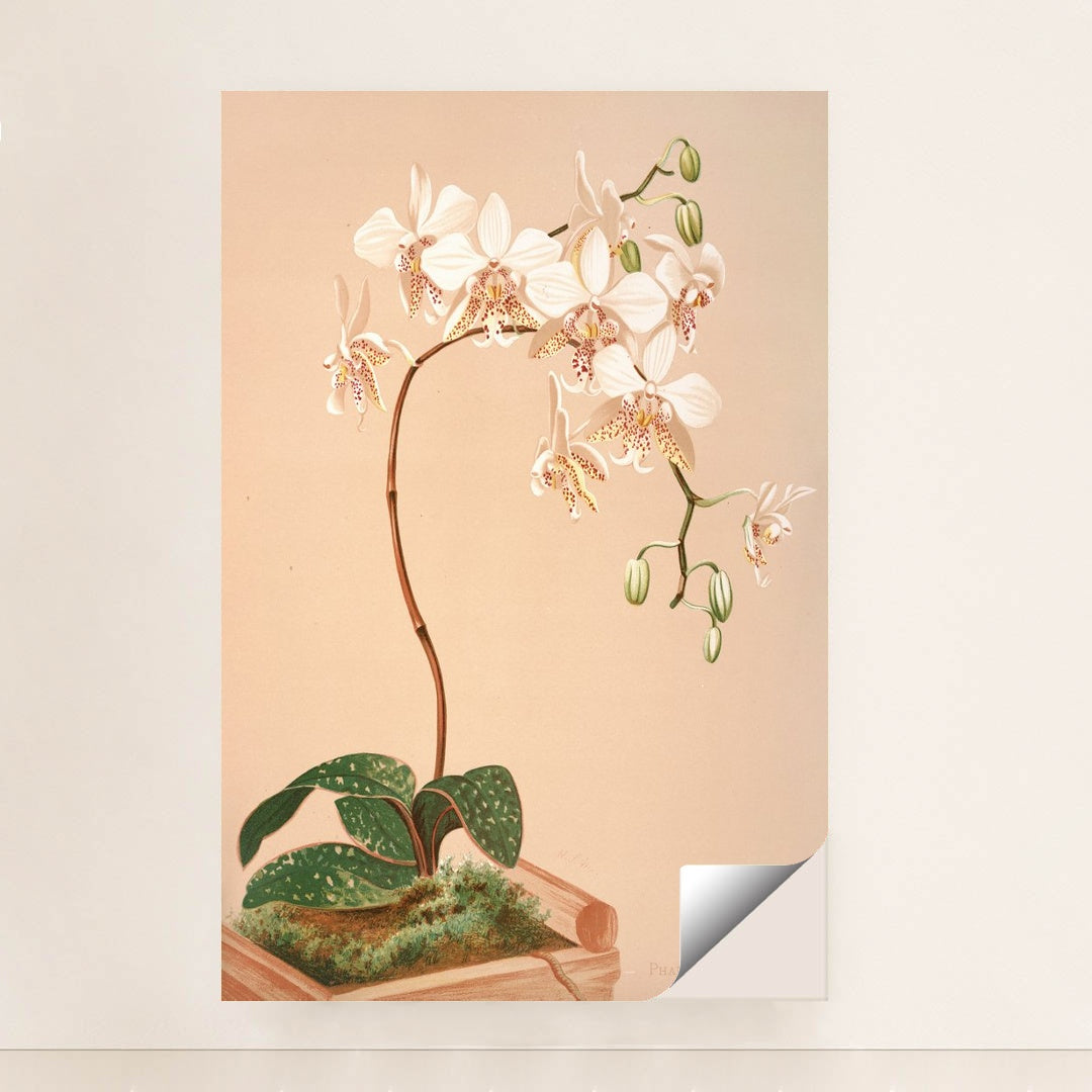 Phalenopsis Stuartiana (1885) by Harriet Stewart Miner - Peeliez