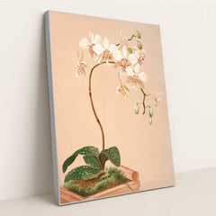 Phalenopsis Stuartiana (1885) by Harriet Stewart Miner - Silver Frame Stretchiez