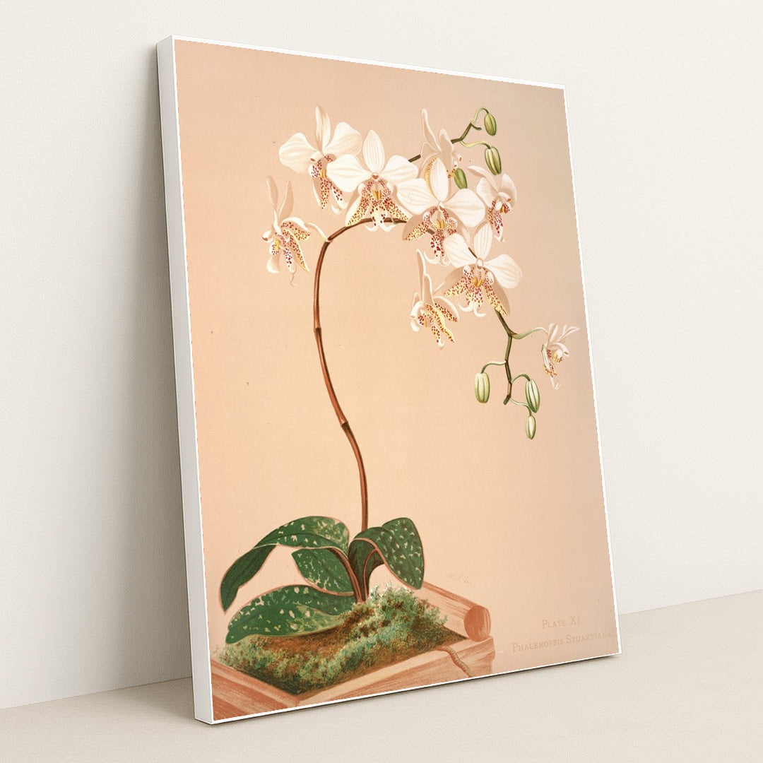 Phalenopsis Stuartiana (1885) by Harriet Stewart Miner - White Frame Stretchiez