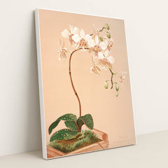 Phalenopsis Stuartiana (1885) by Harriet Stewart Miner - White Frame Stretchiez