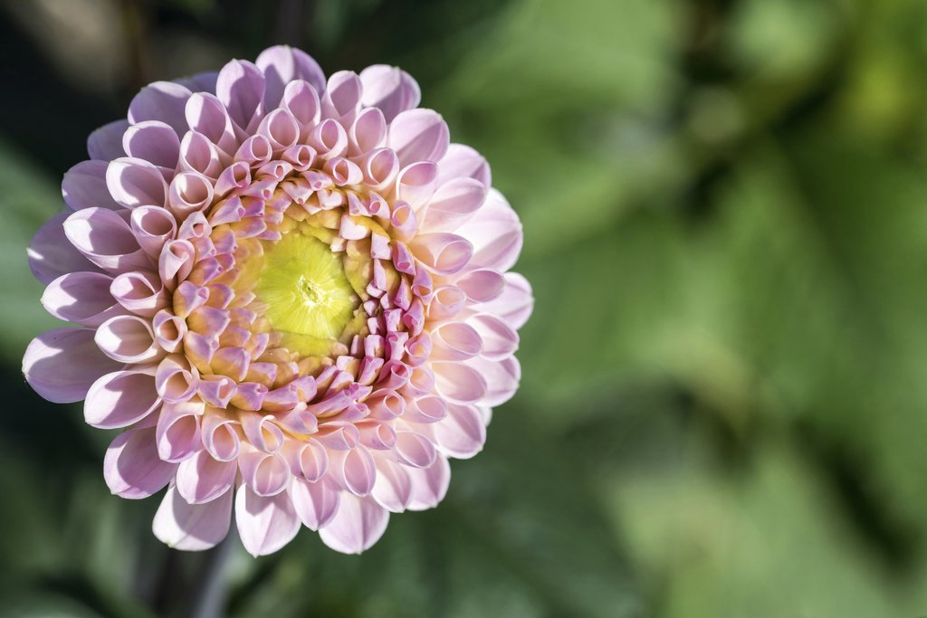 Wolfgang Weiser - Vibrant close-up of a pink dahlia flower in a garden, showcasing its intricate petals.