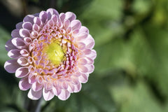 Wolfgang Weiser - Vibrant close-up of a pink dahlia flower in a garden, showcasing its intricate petals.