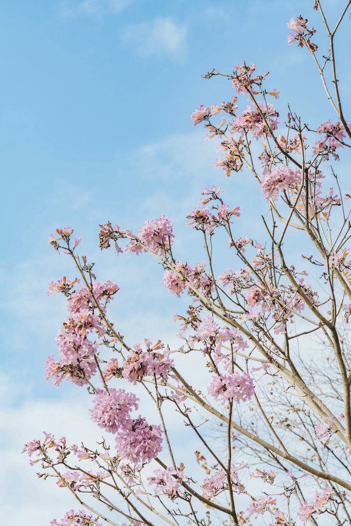 Orange Ocean - Cherry blossoms blooming against a serene blue sky in springtime.