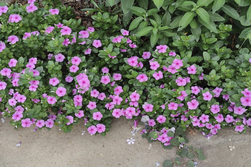 Floriculture Allabout - Lush pink periwinkle flowers blooming vibrantly outdoors with lush green leaves.