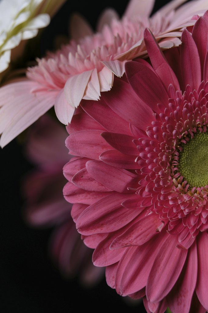 Engin Akyurt - Stunning close-up of a vibrant pink gerbera daisy with intricate petal details.