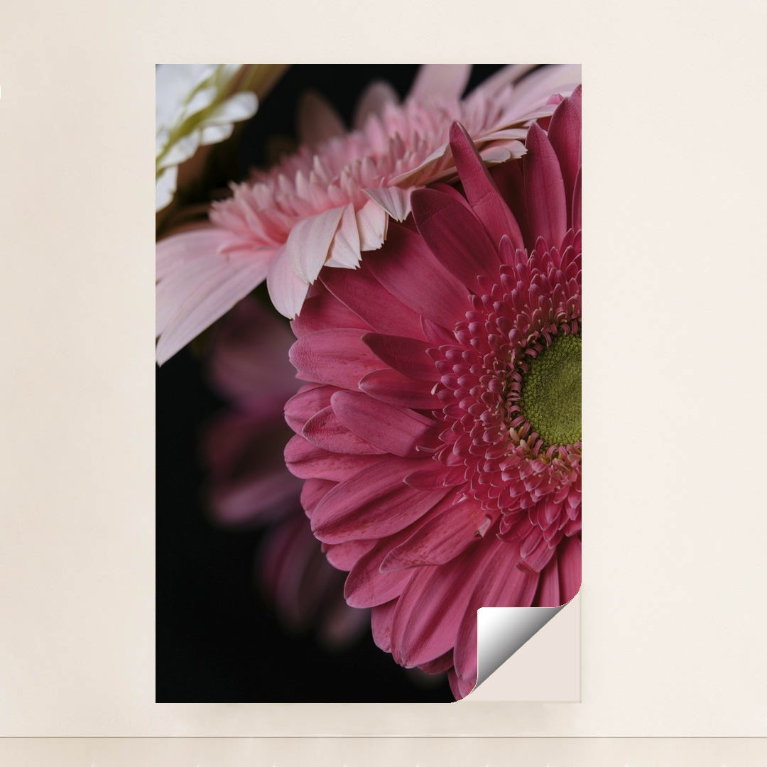Vibrant Pink Gerbera Daisy Portrait by Engin Akyurt - Peeliez