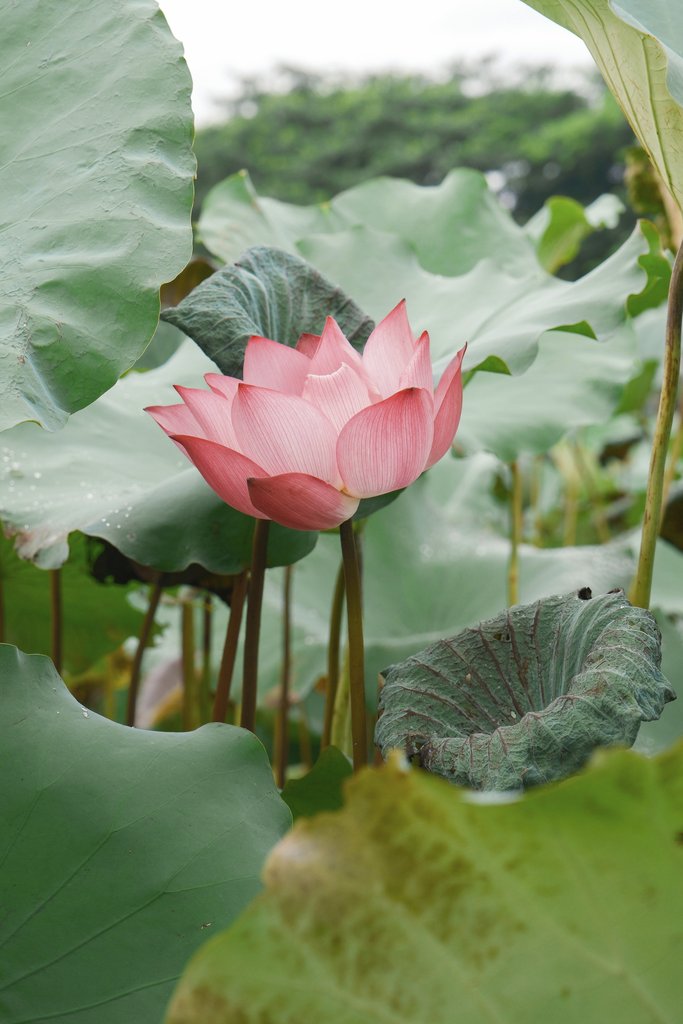 Toàn Đỗ Công - Captivating pink lotus bloom surrounded by lush green leaves, evoking serenity.