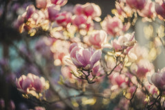 Helena Jankovif - Capture of vibrant pink magnolia flowers in full bloom with a soft, blurred background, bathed in warm spring sunlight.