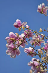 Sergio Zhukov - Vibrant pink magnolia blossoms on branches set against a clear blue sky, symbolizing spring.