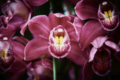 Suki Lee - Detailed view of pink Cymbidium orchids blooming in an enchanting display of natural beauty.