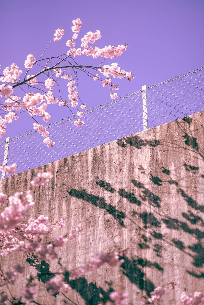 Pink Over the Barrier by Martin Isaksson