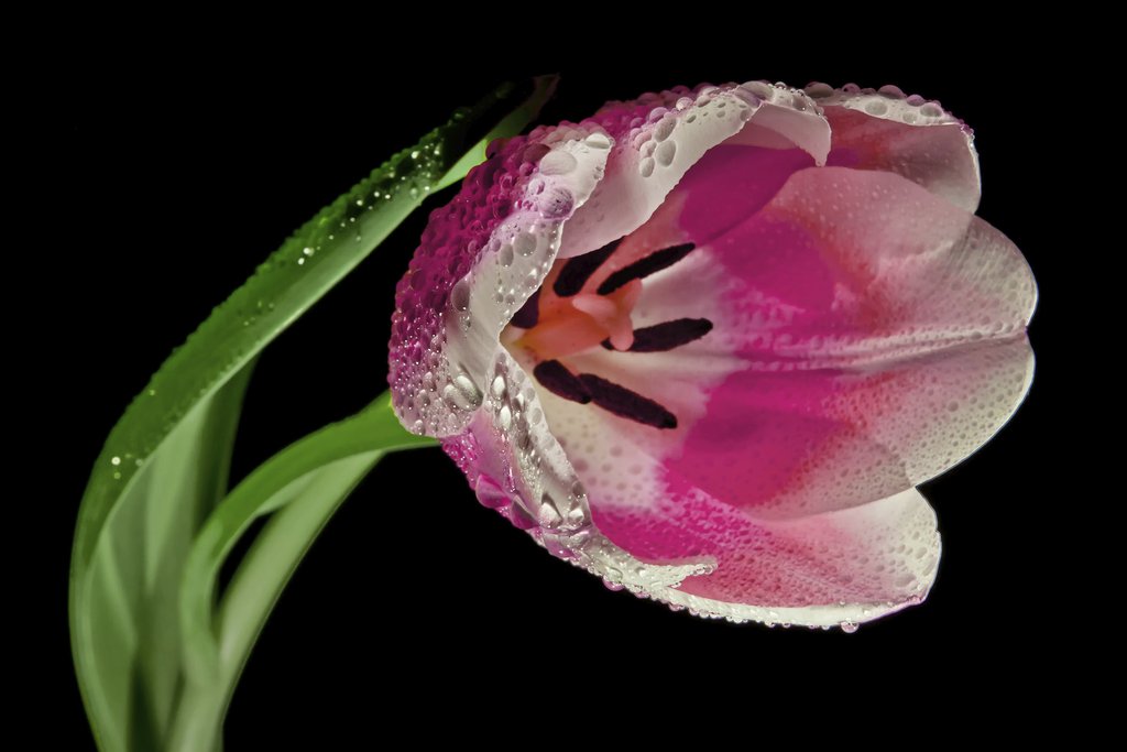 Pixabay - Stunning close-up of a pink tulip with dew drops against a black backdrop.