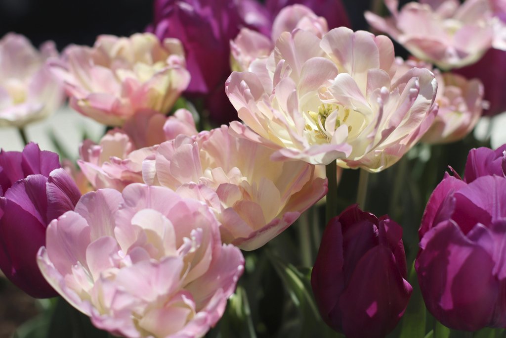 Amelia  Cui - A close-up of vibrant pink and purple tulips blooming under sunlight, showcasing spring beauty.