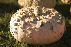 Elizabeth Lizzie - A detailed view of a peanut pumpkin resting on green grass, captured in warm daylight.