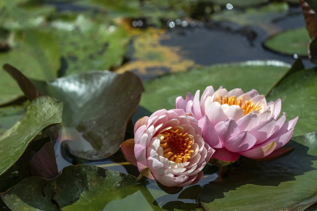Susanne Jutzeler, suju-foto - Close-up of vibrant pink water lilies with sunlit petals floating in a tranquil pond.
