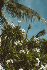 Jess Loiterton - Low angle view of plumeria flowers and palm leaves against a clear blue sky, capturing a tropical vibe.