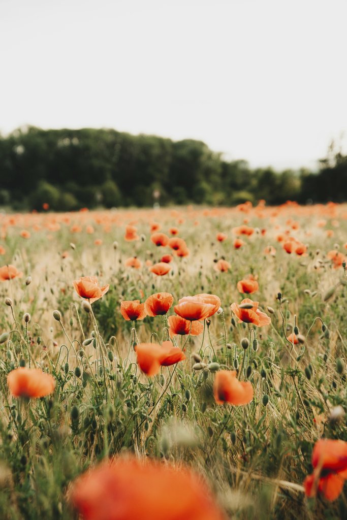 Alesia  Kozik - Beautiful field of red poppies in full bloom during summer in Munich, Germany.