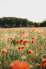 Alesia  Kozik - Beautiful field of red poppies in full bloom during summer in Munich, Germany.