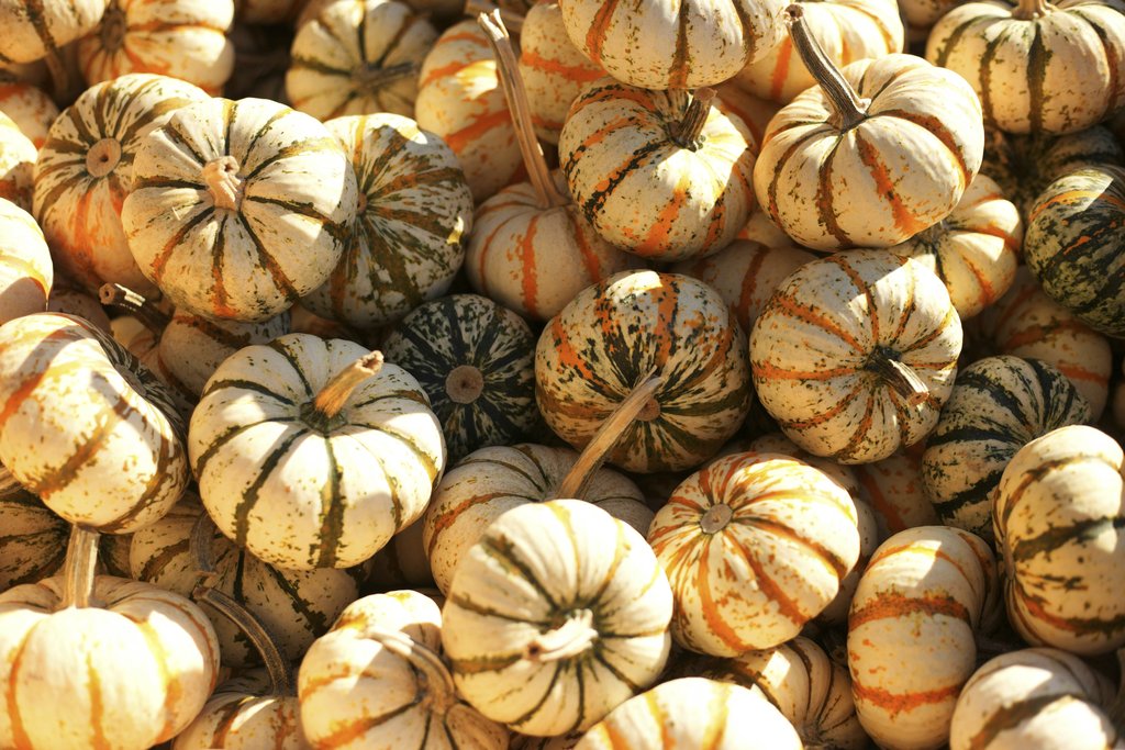 Elizabeth Lizzie - A collection of vibrant pumpkins and gourds basking in autumn sunlight, perfect for decorating fall festivities.