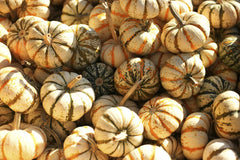 Elizabeth Lizzie - A collection of vibrant pumpkins and gourds basking in autumn sunlight, perfect for decorating fall festivities.
