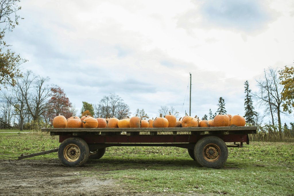 Jay Randhawa - Cart filled with pumpkins set in a rustic autumn landscape, perfect for fall harvest themes.