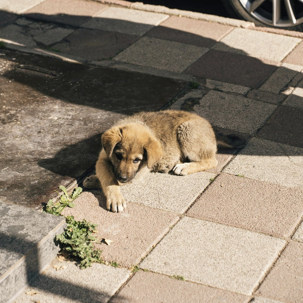 Orhan Pergel - A cute puppy lying on sunlit pavement casting shadows, peaceful scene.