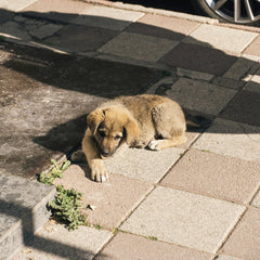 Orhan Pergel - A cute puppy lying on sunlit pavement casting shadows, peaceful scene.