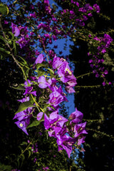 Victor  Moragriega - Lush pink Bougainvillea blossoms under a bright blue sky.