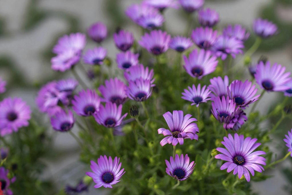 Manish Sharma - Vibrant Purple African Daisies Blooming Outdoors