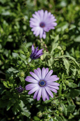 Victor  Moragriega - Vibrant Purple Daisies In Lush Greenery
