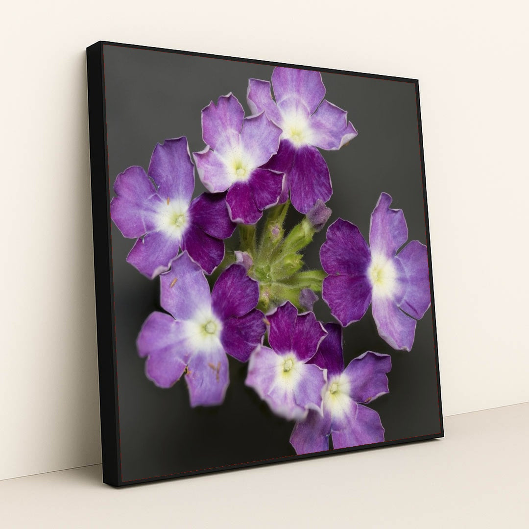 7090297667619 - Product Image